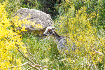 Breeding goats in a farm.