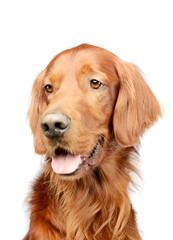 Portrait of an adorable irish setter