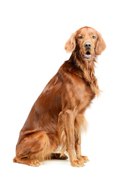 Studio shot of an adorable irish setter