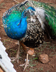 Fototapeta premium Peacock bird