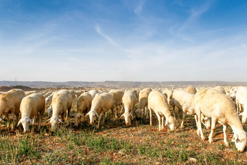 Fototapeta premium Breeding of sheep in a farm.