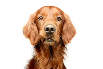 Portrait of an adorable irish setter