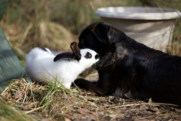 Lapine et chien cohabitation