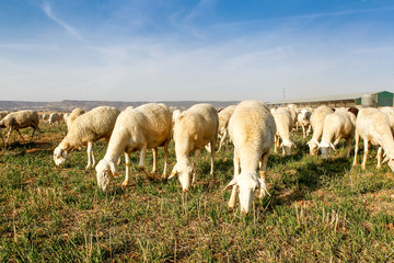 Breeding of sheep in a farm.