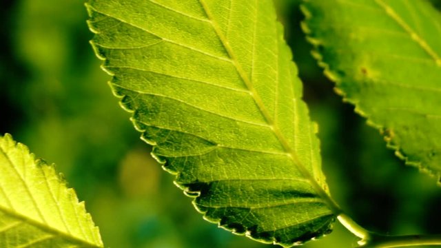 Green leaves in summer