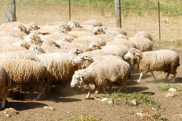Breeding of sheep in a farm.