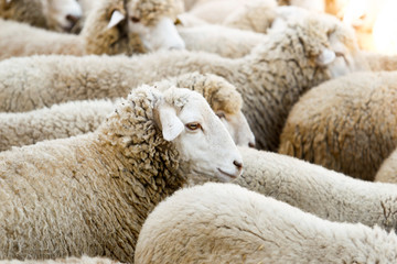 Breeding of sheep in a farm.