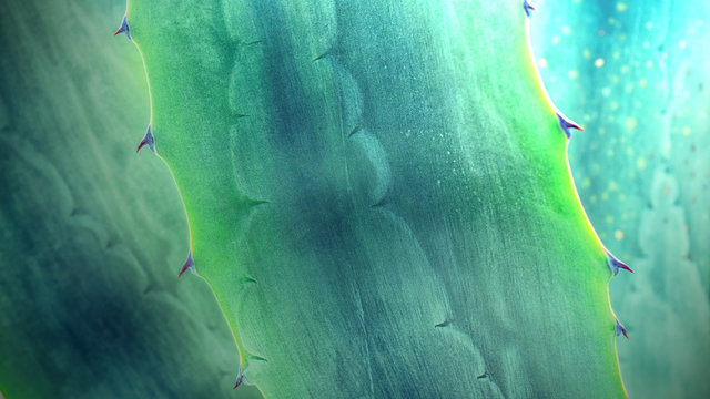 aloe leaves macro, blurred image