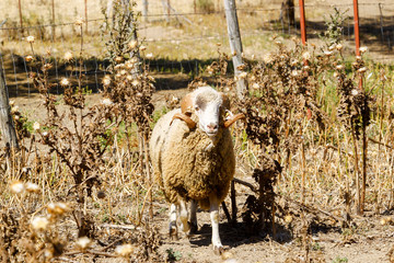 Breeding of sheep in a farm.