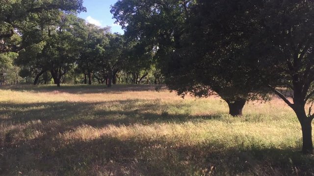 Montado Alentejo
