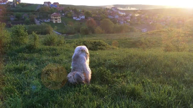 dog digging at sunset