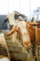 Breeding goats in a farm.
