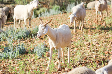 Obraz na płótnie Canvas Breeding goats in a farm.