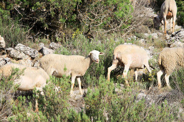 Breeding of sheep in a farm.