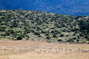 Fototapeta na wymiar Breeding of sheep in a farm.