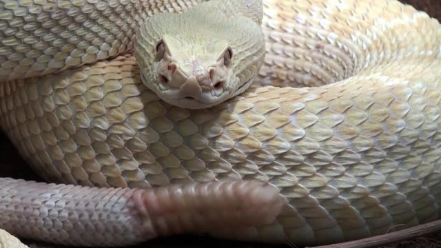 Rattlesnake moving tail, close up video