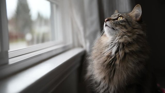 Fluffy Tabby Norwegian Forest Cat Sitting Near Window Observing Outside World