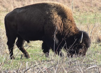 Bison 5
