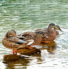 Four Ducks in a Lake