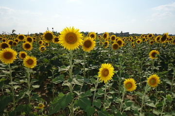 Obraz premium Tuscan sunflowers