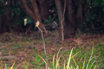 kingfisher on branch
