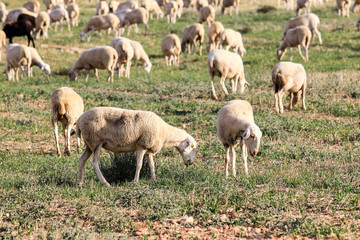 Breeding of sheep in a farm.