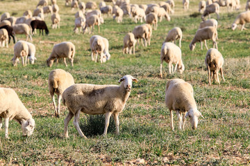 Obraz premium Breeding of sheep in a farm.