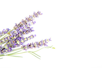 Herbal oil and lavender flowers bunch blossoms lavandula angustifolia white background. Essential Organic Lavender Oil 