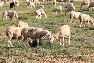 Obraz na płótnie Canvas Breeding of sheep in a farm.