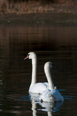 Obraz premium white swans on an autumn lake on a sunny day