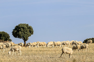 Naklejka na ściany i meble Breeding of sheep in a farm.