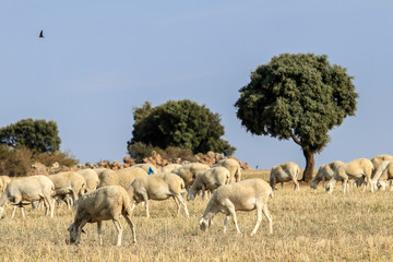 Breeding of sheep in a farm.
