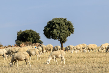 Breeding of sheep in a farm.