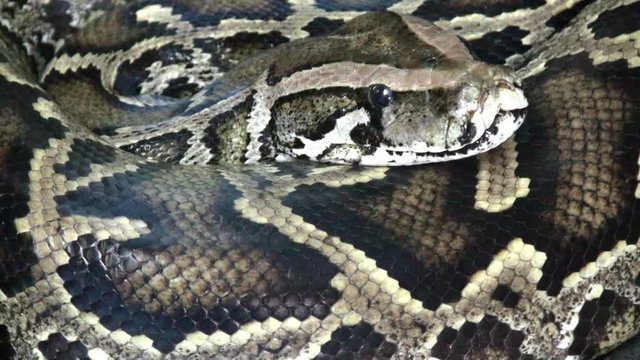 Python snake close up