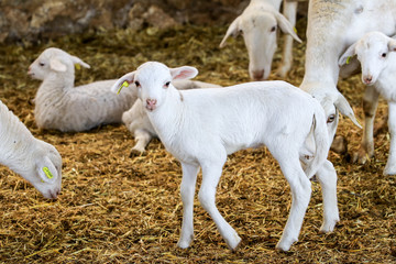 Breeding of sheep in a farm.