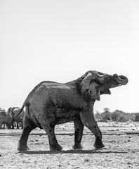 Fototapeta premium Elephant at Etosha national park, Namibia, Africa