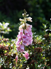 Light pink foxglove in full bloom, isolated on blurry background © E.Richard