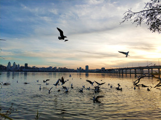 A flock of seagulls on the banks of the city river.