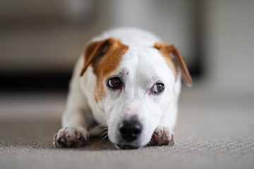 White Jack Russell dog with brown ears