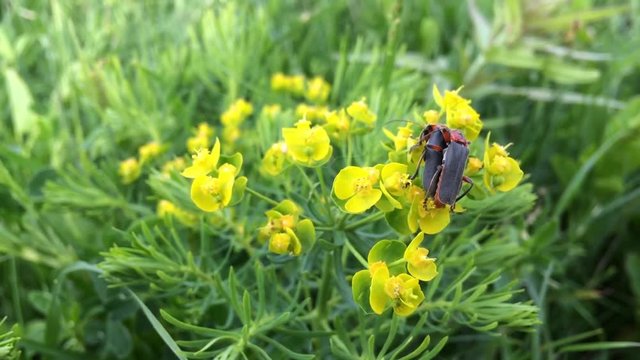 Pair of red beautiful scarlet lily bettles bugs mating colugating on green plant , yellow flower