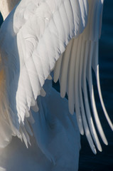 beautiful swan wing under bright light © mikhailgrytsiv