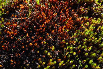 Mountain moss natural pattern. Photo taken at 2400 meters of altitude.