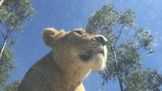 Leoa Zoo Quinta de Santo In&radic;&deg;cio