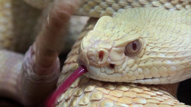 Rattlesnake moving tail, close up video