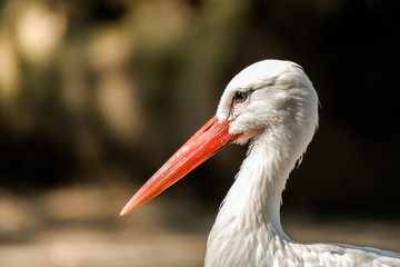 Closeup portrait of a white stork