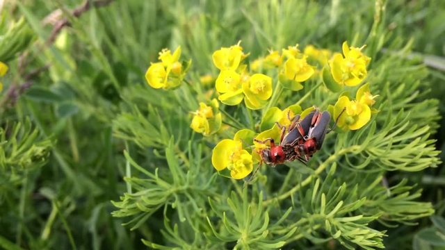 Pair of red beautiful scarlet lily bettles bugs mating colugating on green plant , yellow flower