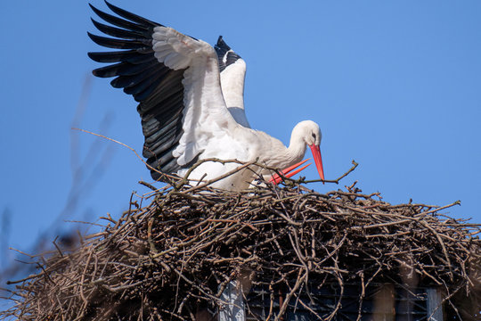 Couple of two white storks mating in their beautiful nest and a blue blurred background