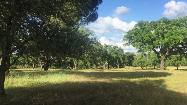 Alentejo landscape