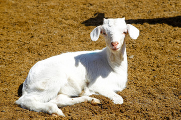 Obraz premium Breeding goats in a farm.