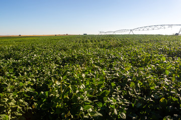 Soy plantation, for human consumption.